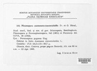 Plasmopara anemones-ranunculoidis image